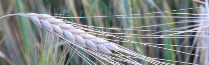 Produktion - Infodienst - Landwirtschaft